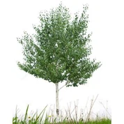 인공 목화 나무