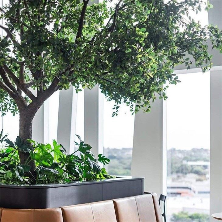 Interior Artificial Black Olive Tree